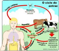 clique para visualizar